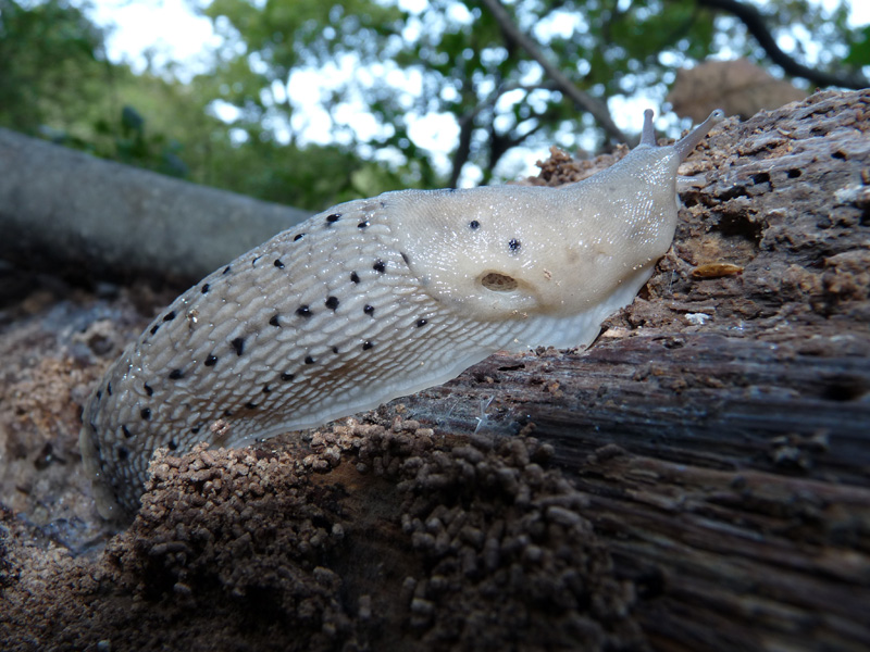 Grande Limax punctulatus o L. redii dal Val Fredda (VA)